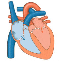 Heart Beating | Heart Disease | Heart Specialist dr in Indore